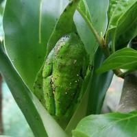 Nicaragua Cloud Forest